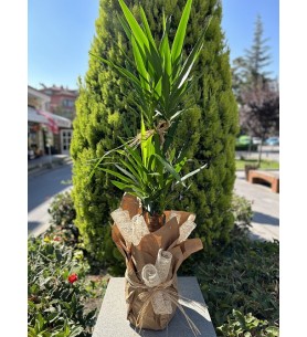 Jumbo 2'li Yucca